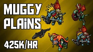 [Tibia Where to Hunt – RP 50+] Muggy Plains (425k/hr @ 80)