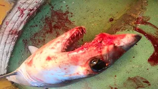 Amazing Shark - صيد سمكة قرش من البحر المتوسط
