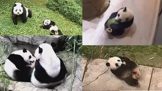 2021-06-12 Xiao Qi Ji ~ A Plethora of Panda Playfulness