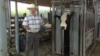 Controlling Flies On Cattle