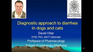 Diagnosis of Diarrhea in Dogs and Cats