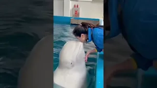 beluga whale had a crush on zookeeper kiss her #shorts  #love  #reels