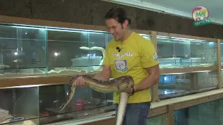 Reptil.TV - Folge 12 - Handling von Schlangen