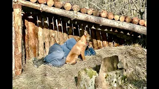 Camping with My Dog - Building  Bushcraft Skills. Survival Shelter, Campfire Cooking, Asmr, Diy