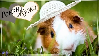 Морская свинка и прогулки. Поводок. Guinea pig walks.