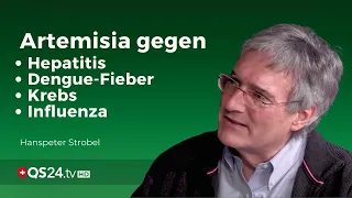 Artemisia bei Hepatitis, Dengue-Fieber, Influenza und Krebs | NaturMEDIZIN | QS24