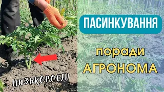 Як ПАСИНКУВАТИ низькорослі помідори? Поради Агронома!