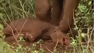 #Heartbreaking Moment An #Elephant #Mother Tries to Wake Up Its #Dead calf