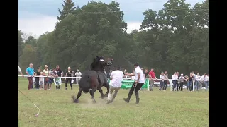 VIDEO COMPILATION HORSE FAILS 2021 Targi 2021