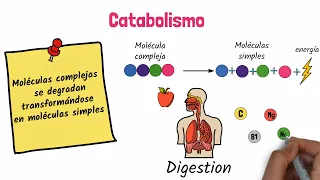 Anabolismo y Catabolismo