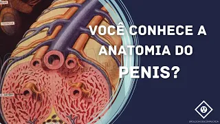 VOCÊ CONHECE A ANATOMIA DO PÊNIS?