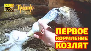 Первое кормление козлят, родившихся от чешской козы Косули
