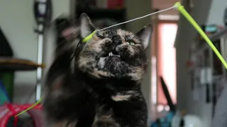 Cat plays with spinning toy