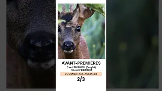 Partie 2 du teaser du documentaire animalier “Iroise sauvage”