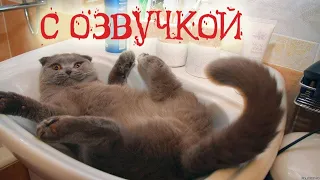 смешные коты с озвучкой / funny cats