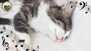 Music for Cats - Relaxing Sleep Music & Stress Relief / Relaxing Piano Music with Water Sounds
