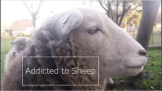 Accouplement mouton