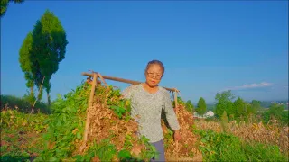 The Forgotten Village in China during Peanut Harvest | Raw country LIFE in South Asia