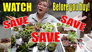 WATCH THIS Before You Buy Succulents | LET LOVE GROW Plant Haul