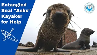 Entangled Seal "Asks" Kayaker for Help