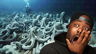 The Place Where Octopuses End Their Lives