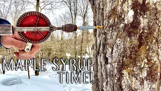 Collecting Maple Sap for Making Maple Syrup - Rig a Simple Tubing System in the Homestead Sugar Bush