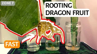 How to Root Dragon Fruit Cuttings FAST & EASIEST Way! How to grow dragon fruit pitahaya.