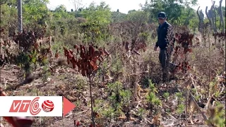 Hạn mặn ‘thiêu cháy’ cà phê ở Đắk Lắk | VTC