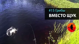 #15 Грибы вместо щук | Лоухи - Энгозеро 2017 | Приключения на байдарке