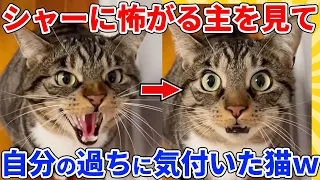 【2ch動物スレ】大好きな飼い主についシャーしてしまったヌコ→我に返って後悔するｗｗｗｗｗ