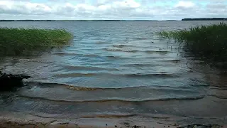 Чайки на волнах у берега