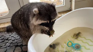 RACCOON ZEPHYRKA CATCHES CRAYFISH / Gorushka steals food from lynxes