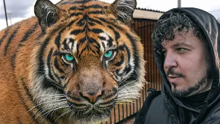 САМЫЙ ГИГАНТСКИЙ ТИГР В МИРЕ! Невероятная история Амурского тигра. Giant tiger in the world!