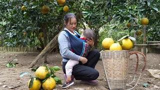Mother & Daughter: Harvest Grapefruit Goes to market sell - gardening | Lý Thị Ca