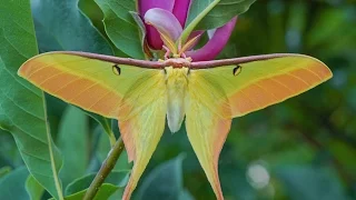 Actias dubernardi