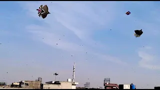 #youtubeshorts  🪁🪁  kite flying video 🪁🪁#kiteflying #shorts #basant #kite Shugal company
