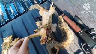 Squirrel Hunting wth 22LR - CCI Minimag vs Winchester 36gr