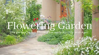 [April Garden ❀Compilation] From cute flowers to beautiful rose and perennial garden [Gardening]