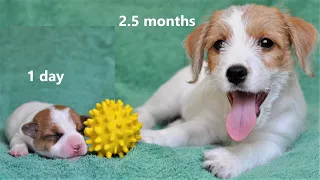 PUPPY's first 10 weeks. How the puppy changes. Puppy from birth up to 2.5 months. Funny dog. Puppies