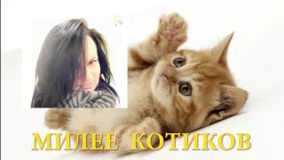 Милее котиков 03