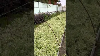 Древесное черенкование на фабрике растений Никитенко.