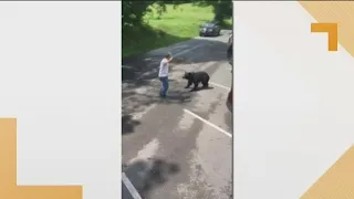 Mama bear lunges at man who gets too close to her cubs