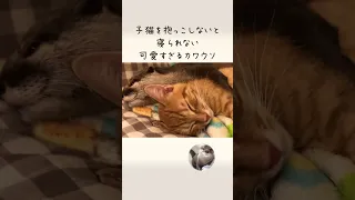 カワウソさくら 子猫を抱かないと寝られない系女子 otter who can not sleep without holding a kitten