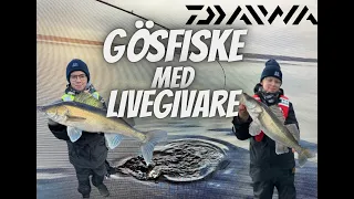 GÖSFISKE MED LIVEGIVARE! - Joel Rosengren från Daiwa visar hur man gör