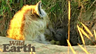 WildEarth - Sunrise Safari - 24 April 2020