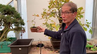 Making an Oak Bonsai