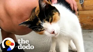 Street Cat Is So Determined To Get Inside This Woman’s Home | The Dodo