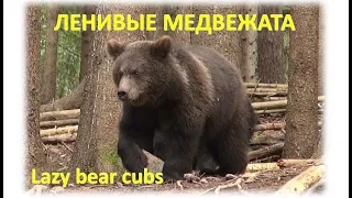 ЛЕНИВЫЕ МЕДВЕЖАТА / LAZY BEAR CUBS