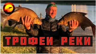 Трофеи реки / Ловля леща летом / Ночная рыбалка