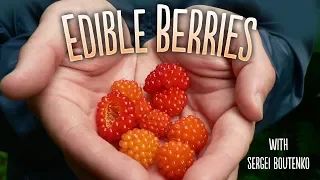 Wild Edibles with Sergei Boutenko | 14+ Berries Foraged in the Pacific Northwest 🍓